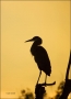 Florida;Southeast-USA;Great-Blue-Heron;Heron;Scenic;Sunrise;Ardea-herodias;one-a